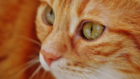 kočka rez cat-1652822 1280